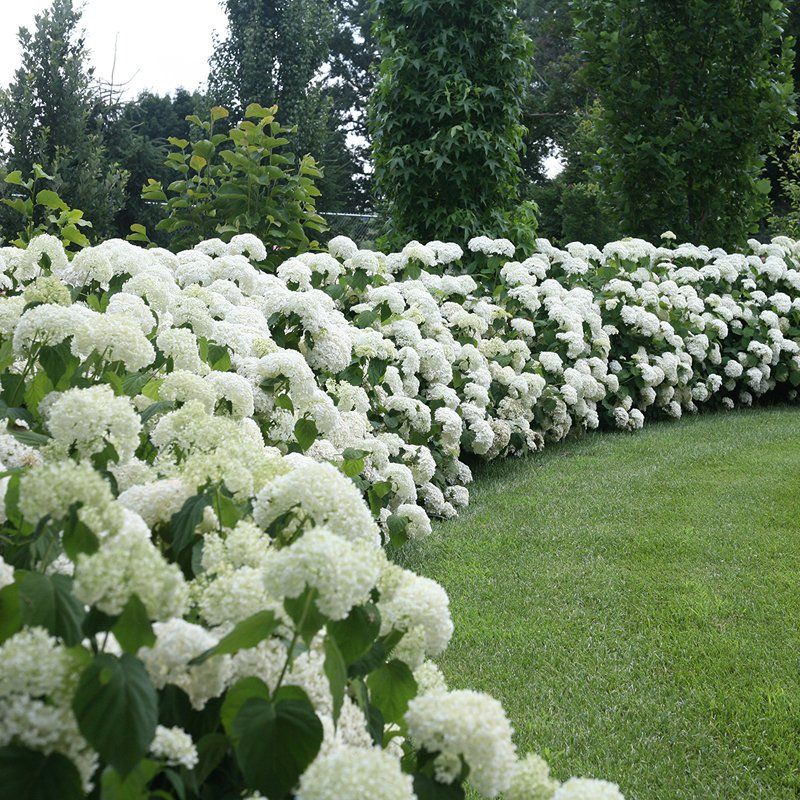 The Beauty and Benefits of Garden Hedges