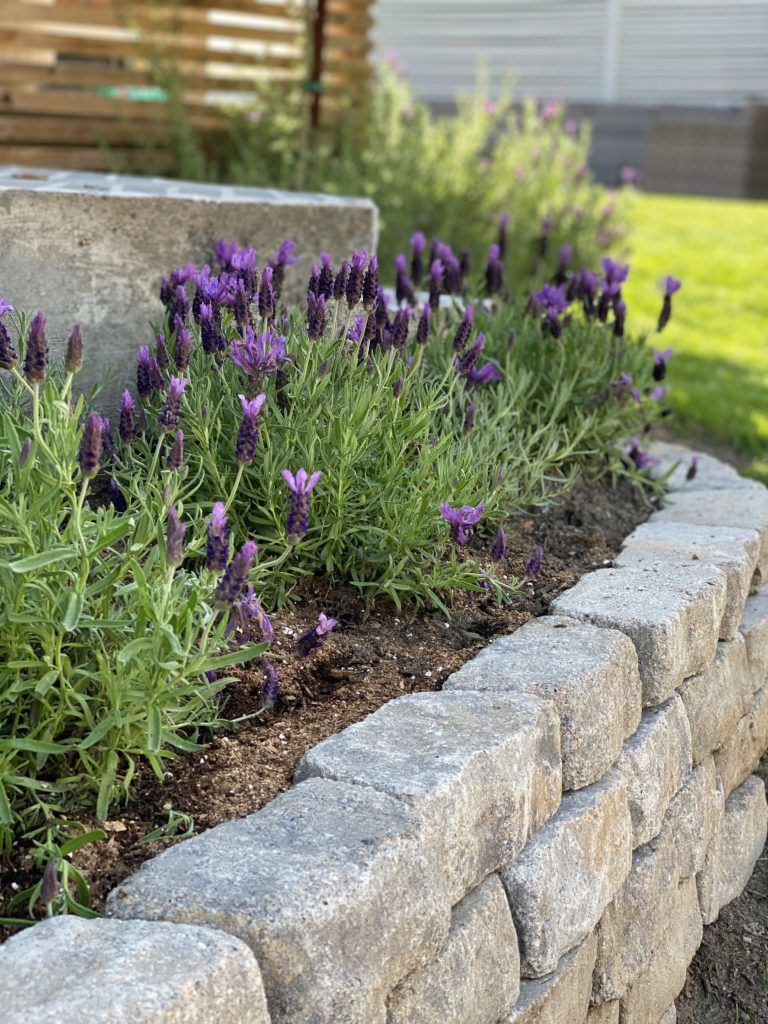 Enhancing Your Garden with a Charming Retaining Wall