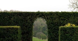 garden hedges