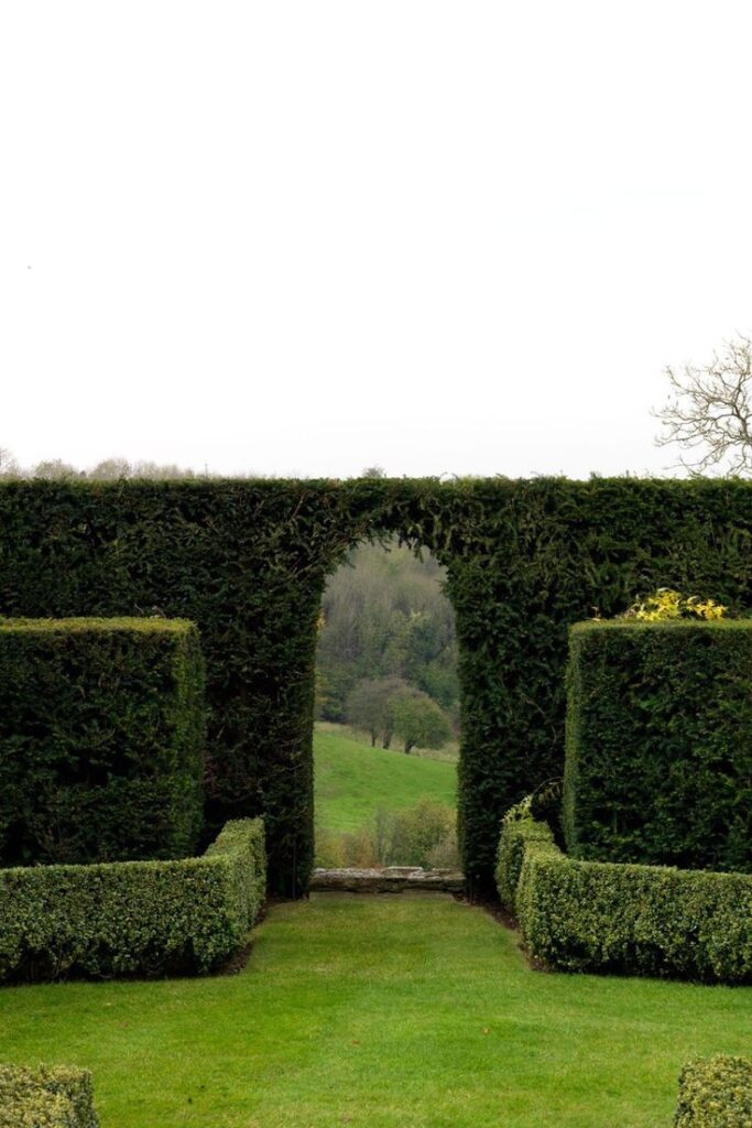 garden hedges