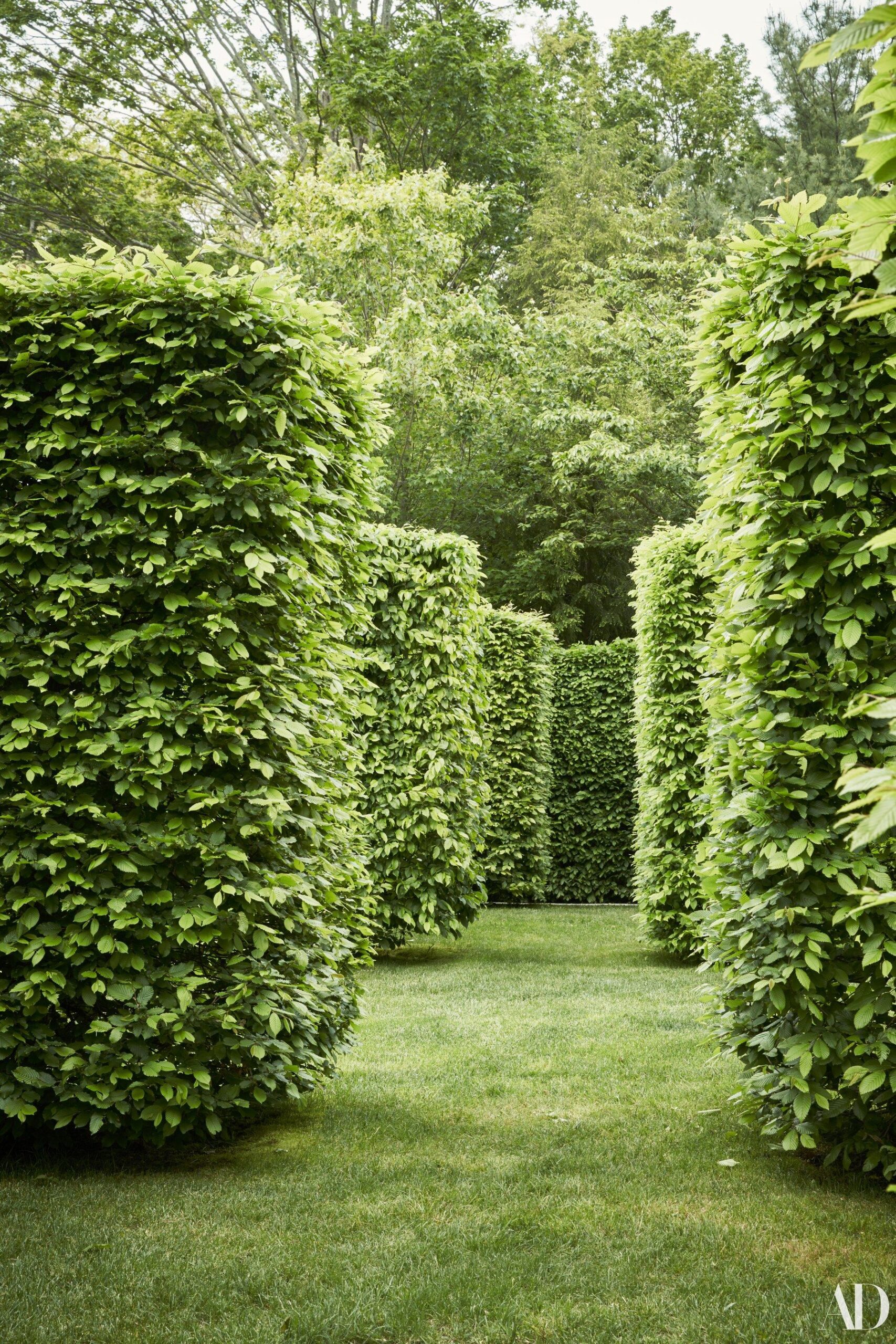 The Beauty and Benefits of Garden Hedges