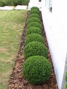 simple landscaping front yard