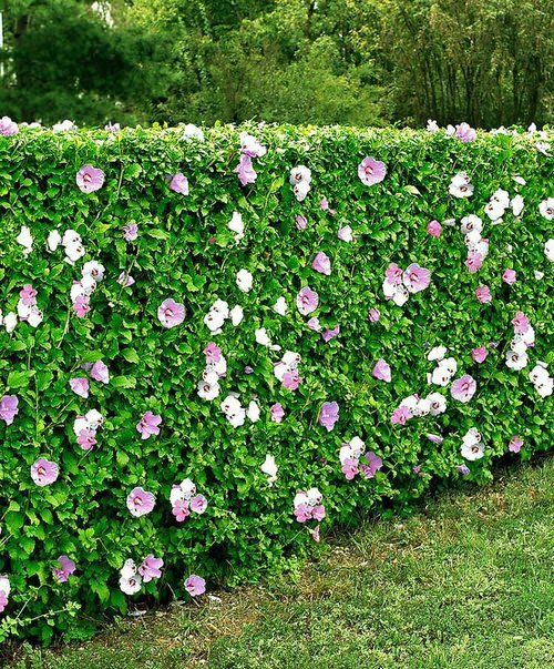 The Beauty of Garden Hedges: A Natural Boundary for Your Outdoor Space