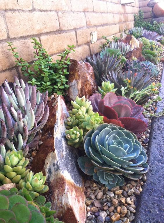 Creating a Stunning Succulent Garden: Tips for Design and Maintenance