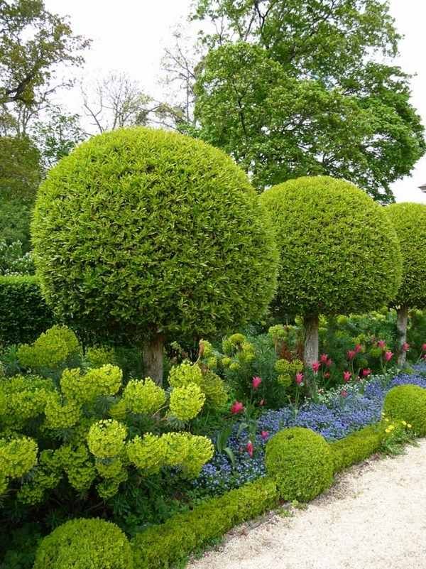 The Beauty of Garden Hedges: A Natural Boundary for Your Outdoor Space