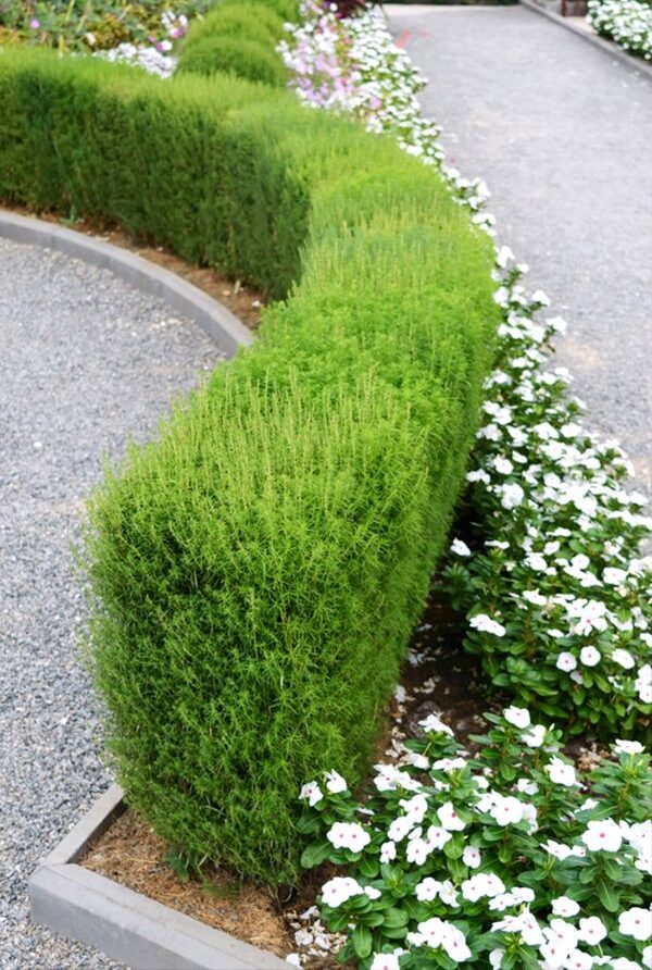 The Beauty and Benefits of Garden Hedges