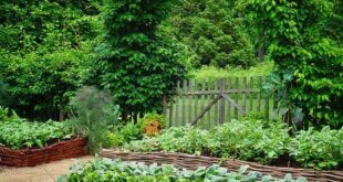 vegetable garden ideas