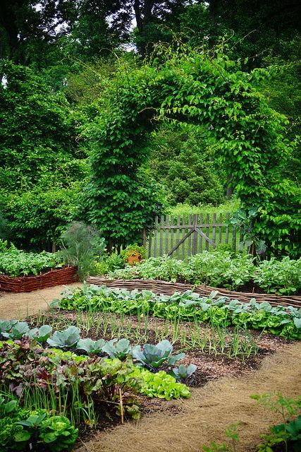 Creative Ways to Design Your Vegetable Garden