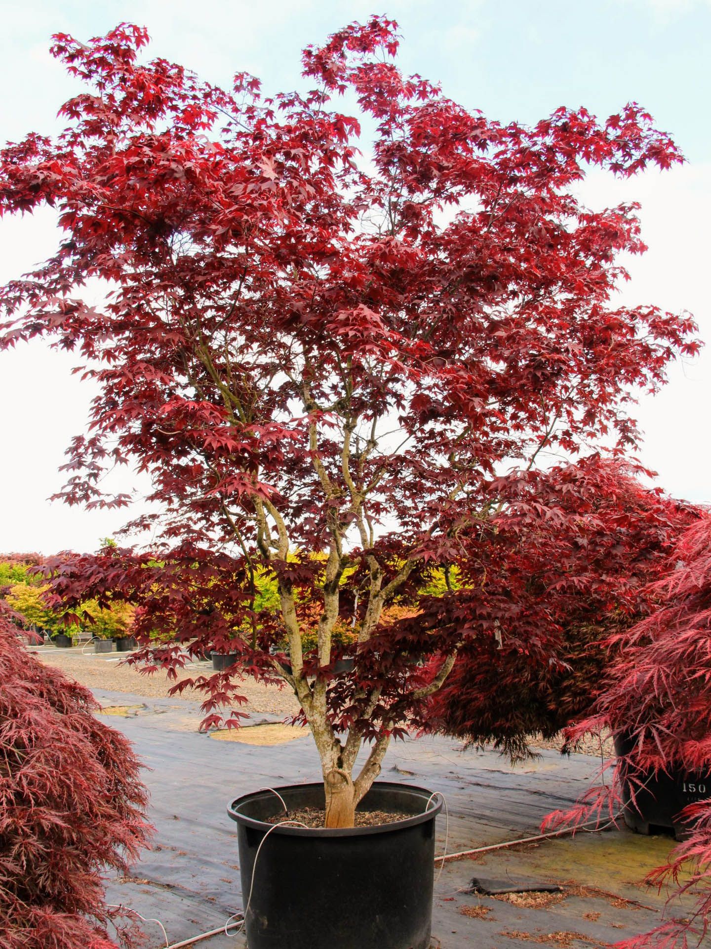 The Art of Landscaping with Japanese Maples