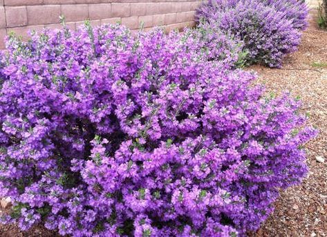 The Beauty of Landscaping with Shrubs