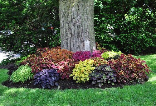 Creating a Beautiful Garden Design Under Trees