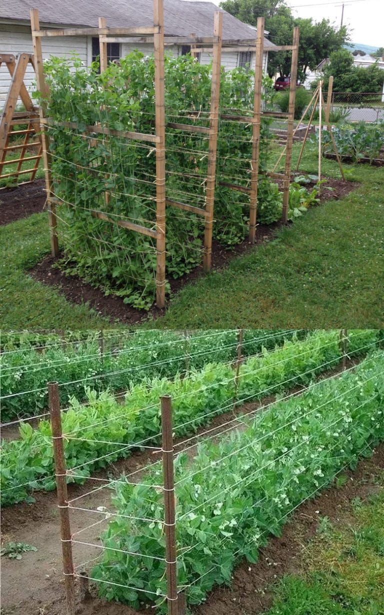 The Beauty and Functionality of Garden Trellises