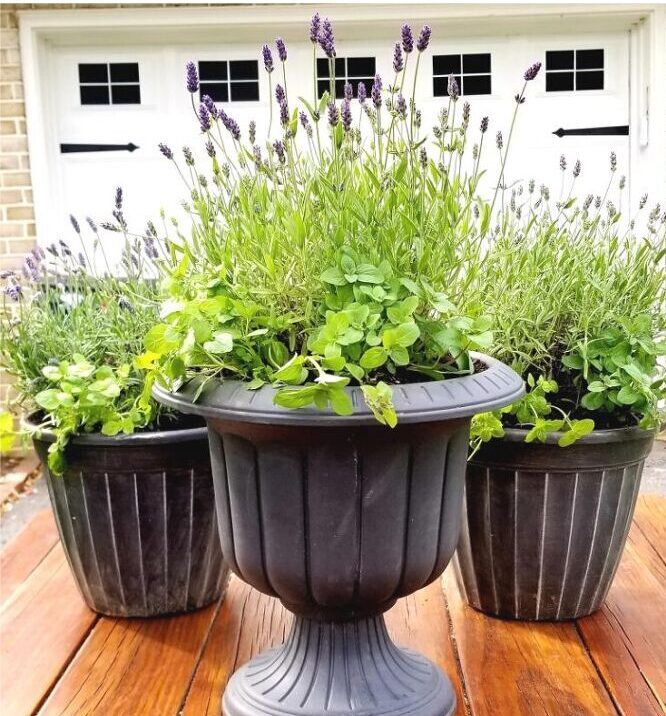 patio planter ideas