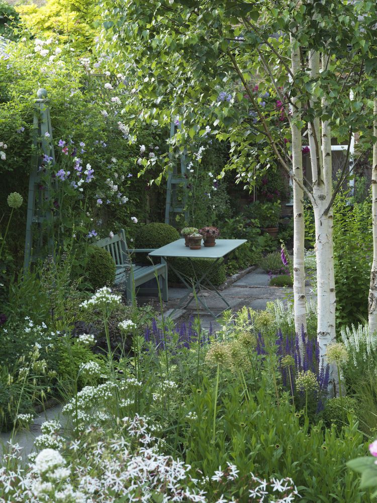 A Guide to Compact Garden Trees for Small Outdoor Spaces