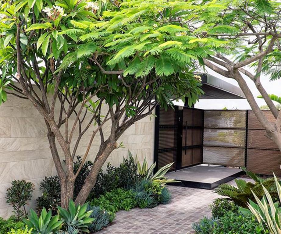 A Guide to Compact Garden Trees for Urban Settings
