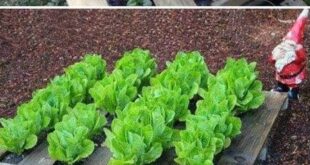 cheap raised garden beds diy