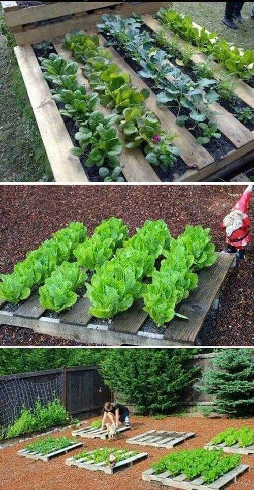 Affordable Solutions for Easy DIY Raised Garden Beds