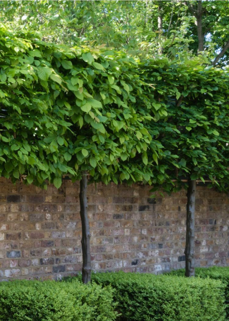 An Array of Petite Trees Perfect for Tiny Gardens