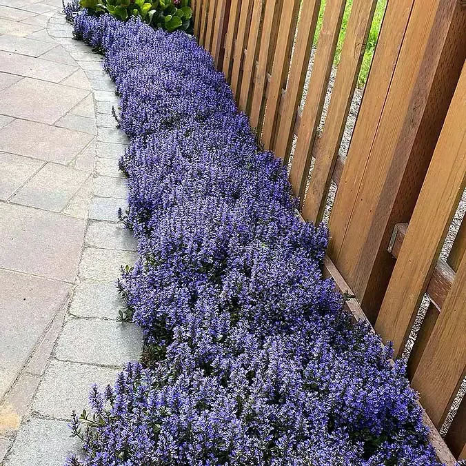 Enhance Your Curb Appeal with Beautiful Landscaping Plants for Your Front Yard