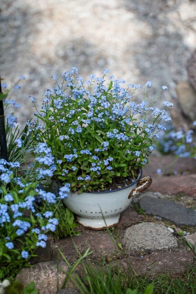 Charming Cottage Garden Ideas to Transform Your Outdoor Space