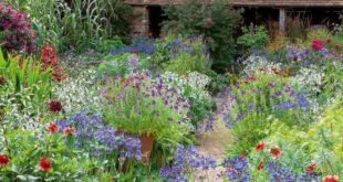 small cottage garden ideas