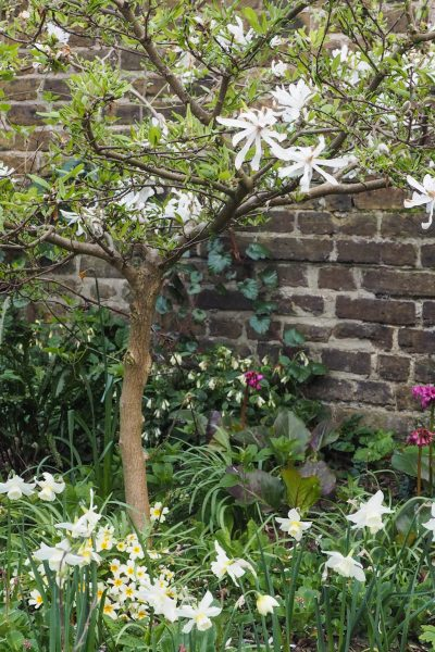 small garden trees