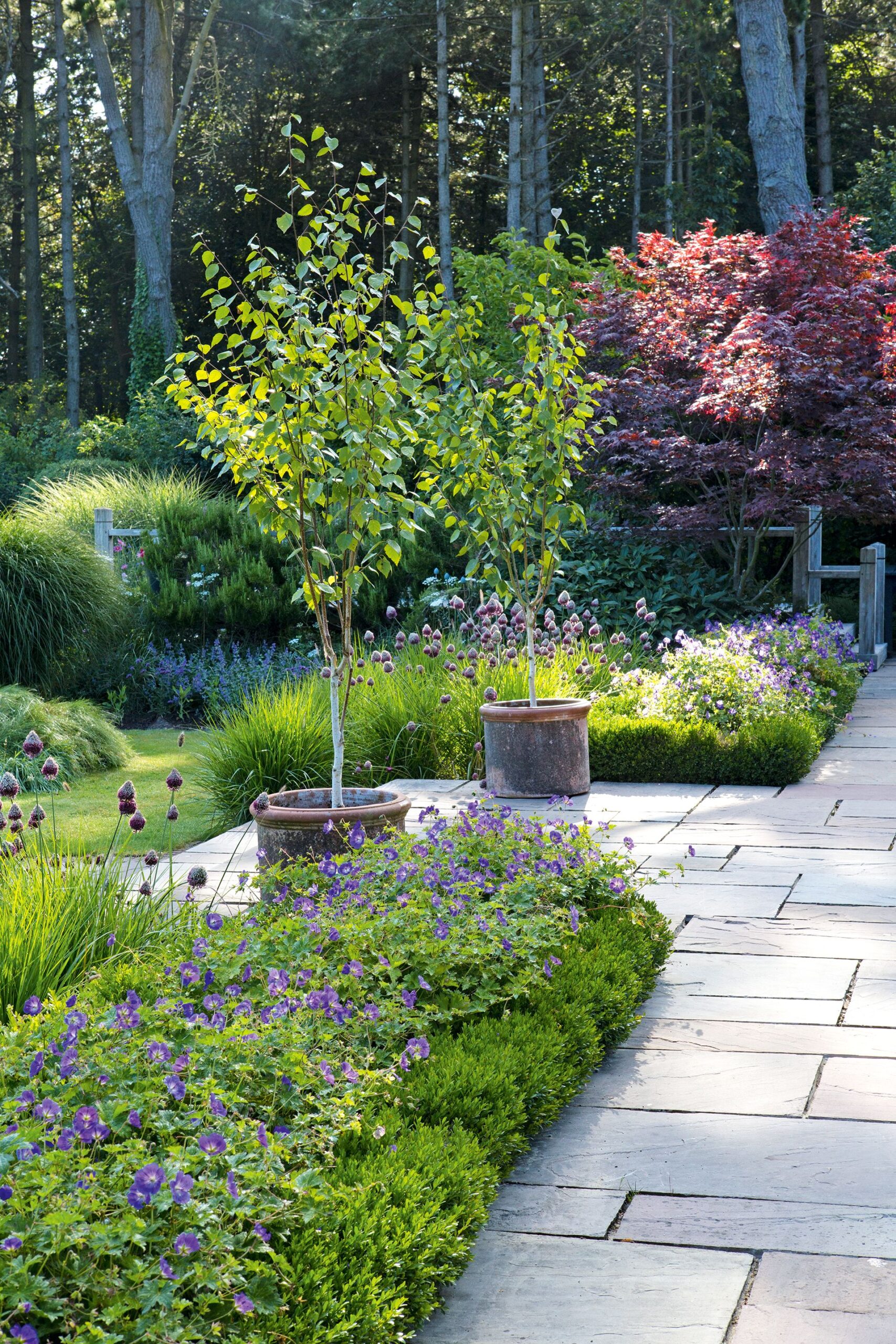 Compact Beauties: The Best Small Garden Trees for Limited Spaces