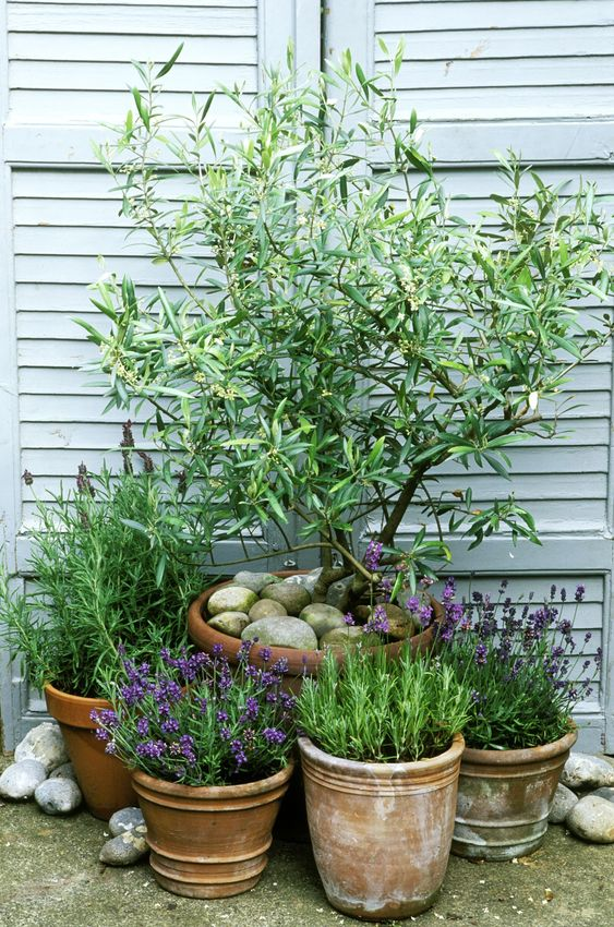 Compact Garden Planting Inspiration for Urban Spaces