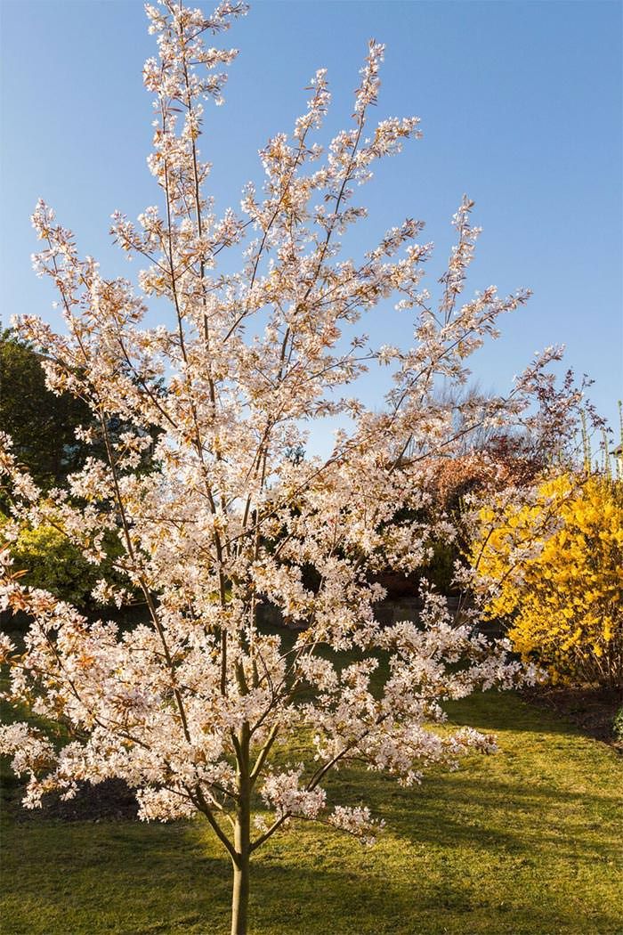 Compact Garden Trees: Adding Beauty and Shade to Your Outdoor Space