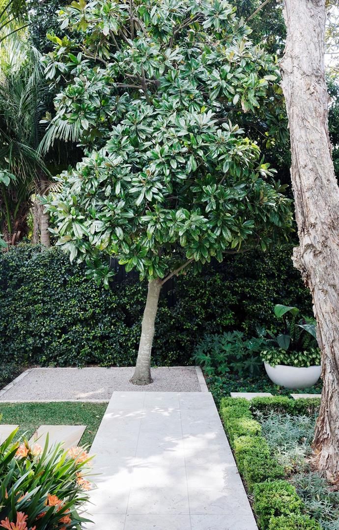 Compact Trees for Small Garden Spaces