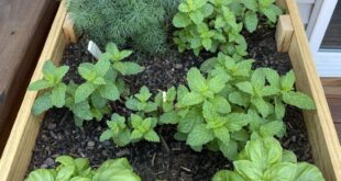 herb garden planter diy