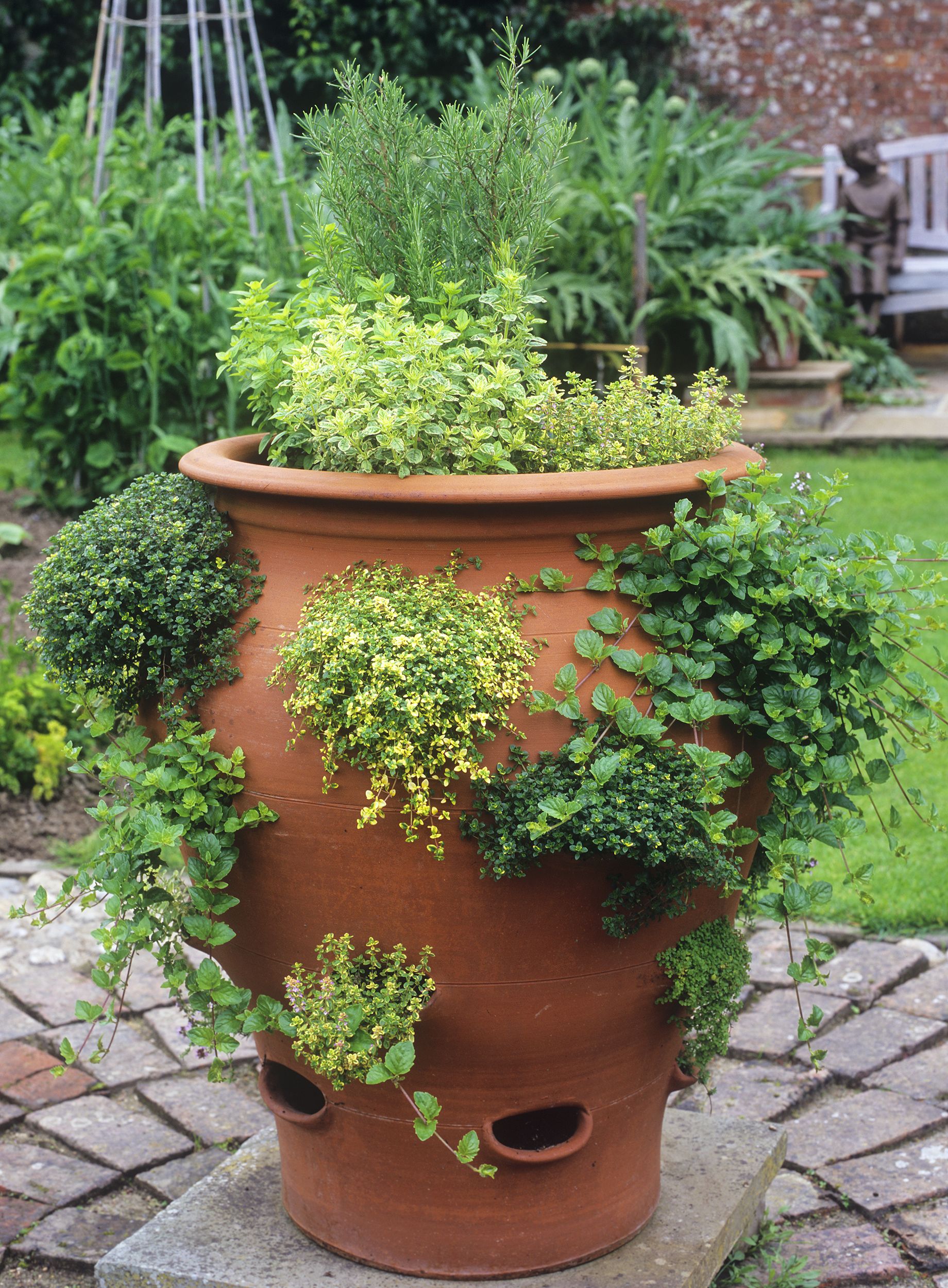 Create a Mini Herb Garden in a Charming Planter