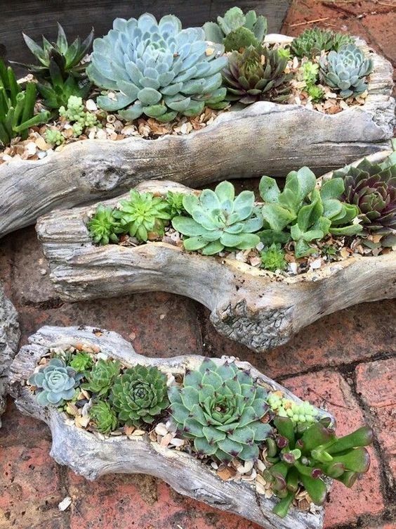 Create a Stunning Succulent Garden with These Design Tips