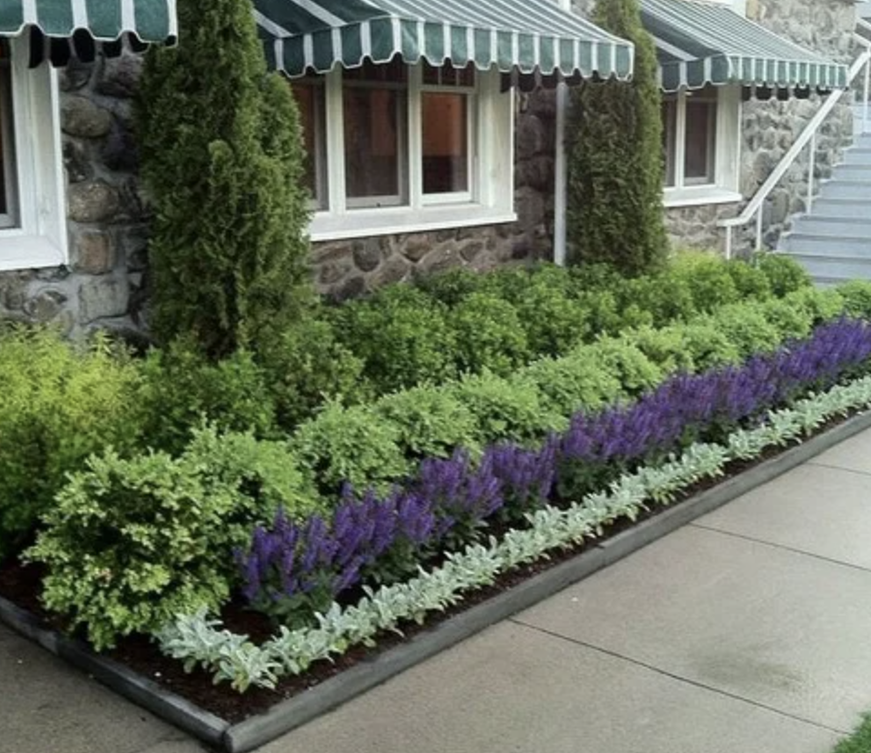 Creating a Beautiful Front Yard with Lush Landscaping Plants