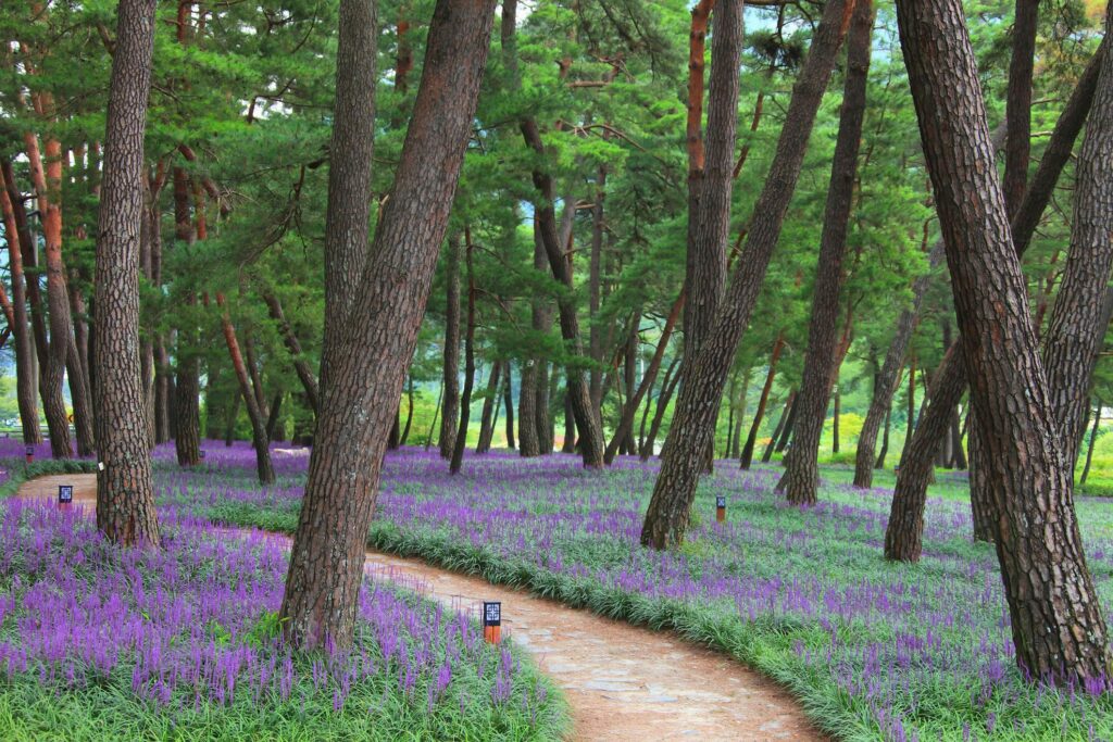 landscaping under pine trees