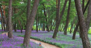 landscaping under pine trees