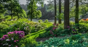 landscaping under pine trees