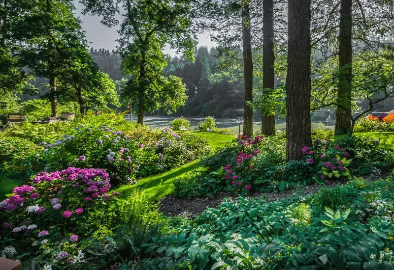 landscaping under pine trees