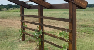 grape arbor