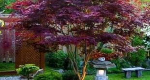 landscaping japanese maple