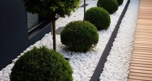 landscaping on a budget