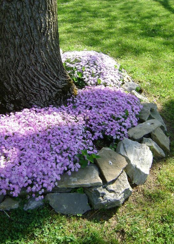 Creating a Beautiful Landscape around Your Trees