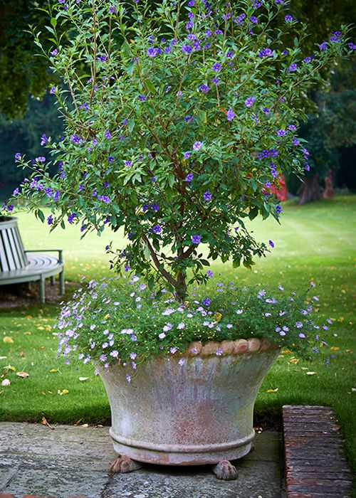 Creating a Beautiful Outdoor Oasis with Potted Plants
