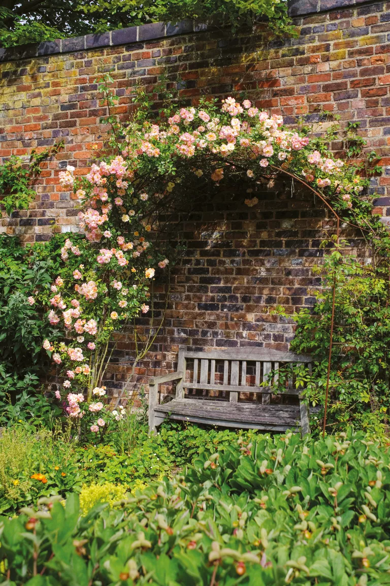 Creating a Beautiful Rose Garden: Tips for Designing a Stunning Outdoor Oasis