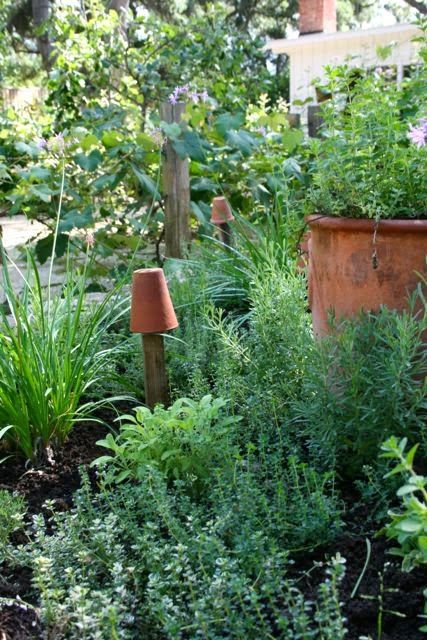 Creating a Beautiful and Functional Herb Garden