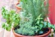 small herb garden planter