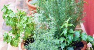 small herb garden planter