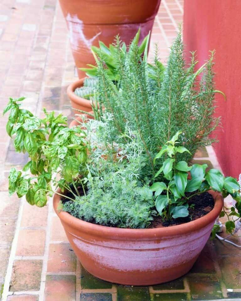 Creating a Charming Herb Garden Planter for Your Kitchen