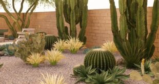 backyard xeriscape ideas