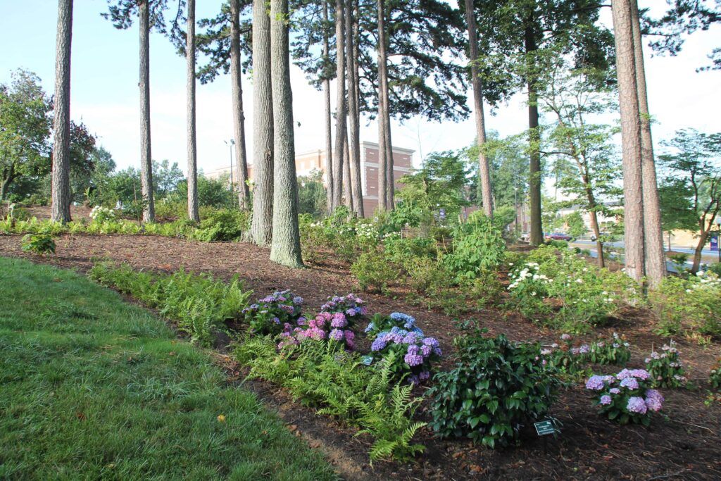 Creating a Lush Garden Beneath Pine Trees: Tips for Landscaping in the Shade